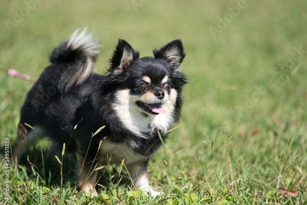 Fototapeta かわいいチワワ