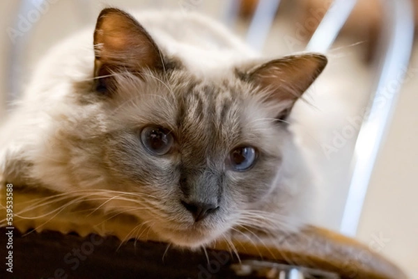 Fototapeta Kot rasy ragdoll blue mitted	