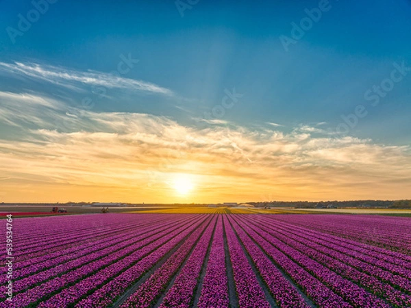 Obraz Sunset over pink tulips - flowers - bulbfields in The Netherlands.