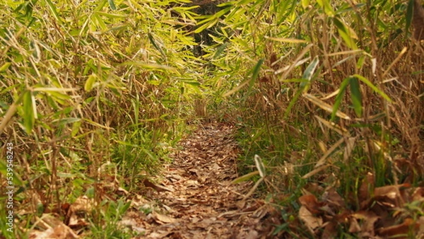 Fototapeta OLYMPUS DIGITAL CAMERA