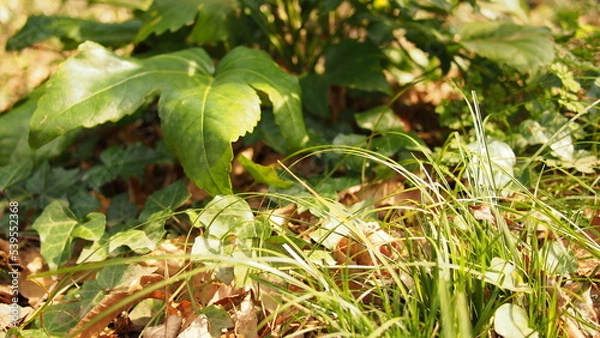 Fototapeta OLYMPUS DIGITAL CAMERA