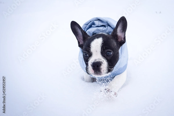 Fototapeta French buldog is running in the snow. He is so fluffy dog.