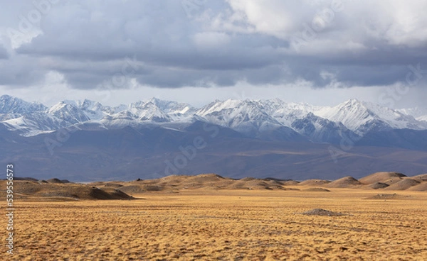 Fototapeta panoramic view of the snow-capped peaks of the Alai mountains and a yellow field in Kyrgyzstan