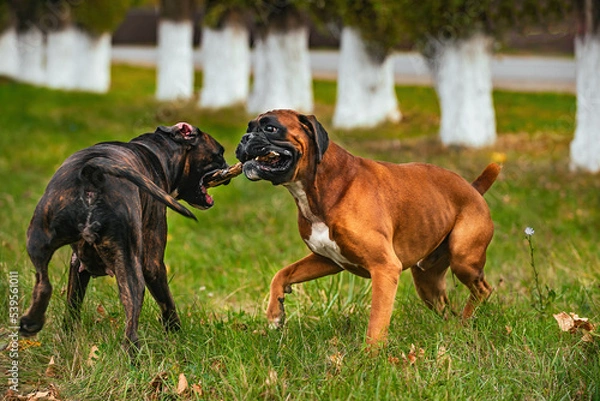 Fototapeta Two dogs of the German boxer breed of red and brindle color cheerfully run and play with each other on an autumn walk in the park
