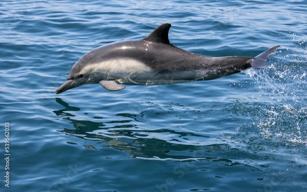 Obraz Common Dolphin