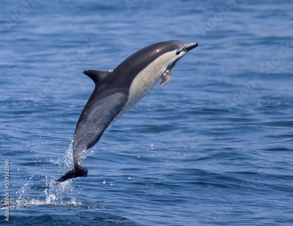 Obraz Common Dolphin