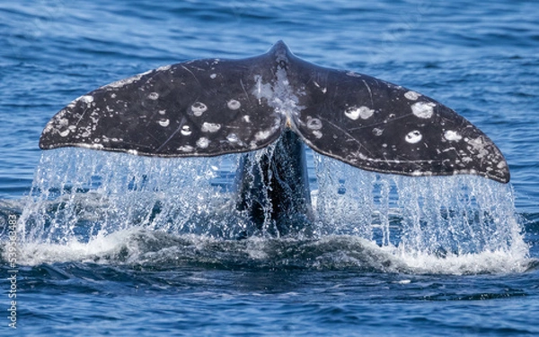 Obraz Gray Whale