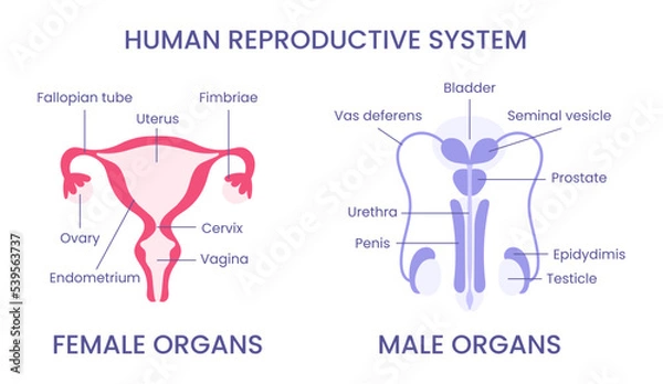 Fototapeta Anatomical illustration of the female and male reproductive system. Medical diagram with annotations. Front view.