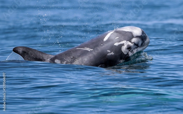 Obraz Rissos Dolphin