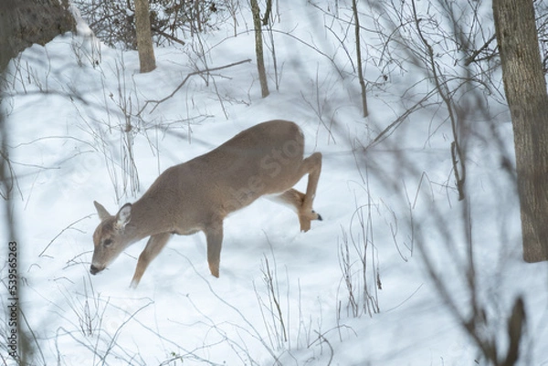 Obraz deer in snow