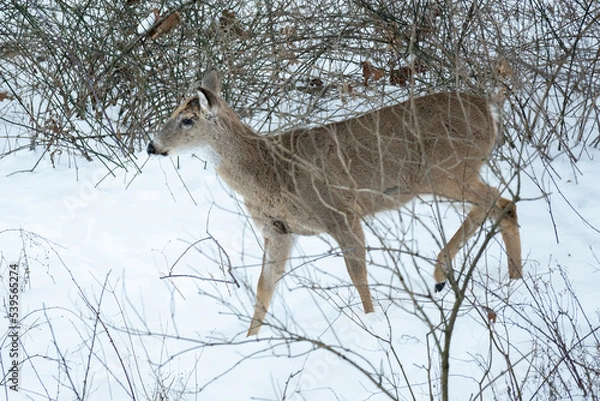 Obraz deer in the woods
