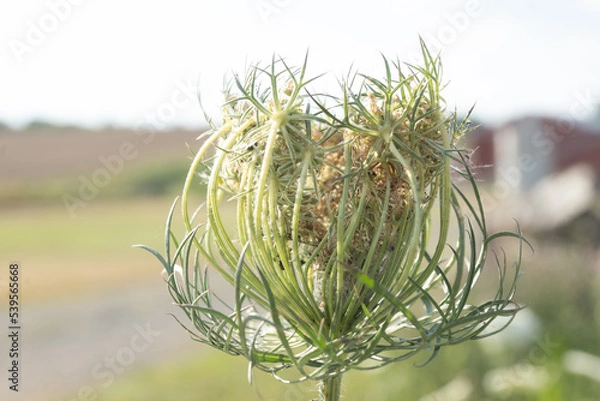 Obraz Queen Anne's Lace