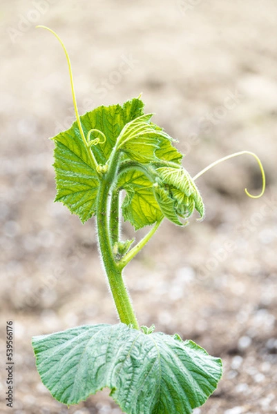 Obraz Pumpkin Sprout