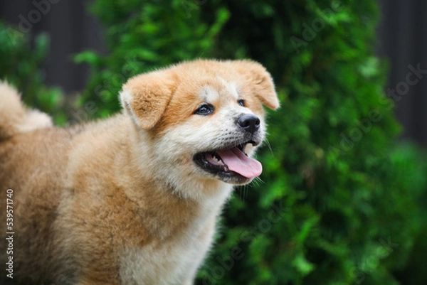 Fototapeta Japanese akita inu puppy in the park