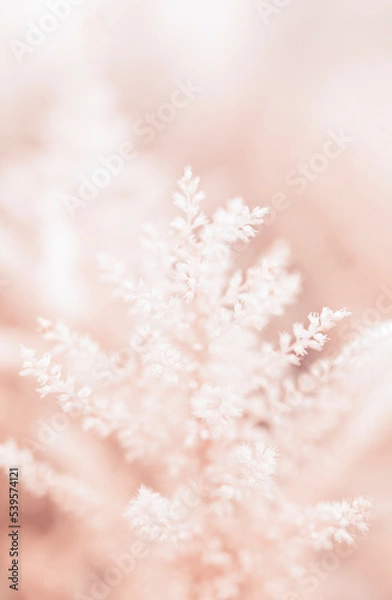 Obraz Dry fluffy flowers plant floral branch on soft beige pastel background. Blurred selective focus. Pattern with neutral natural colors.
