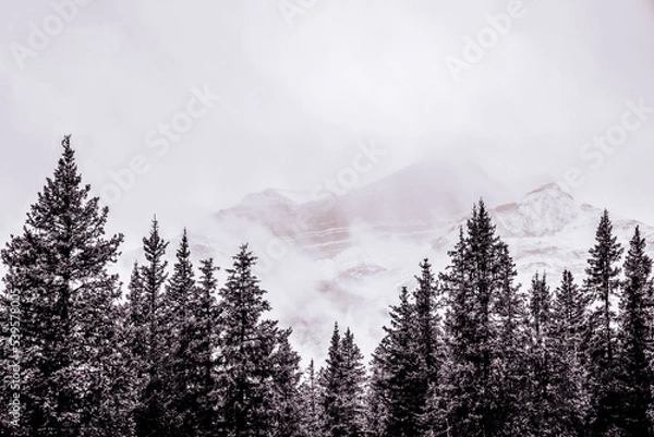 Obraz Pine Trees in the Rockies