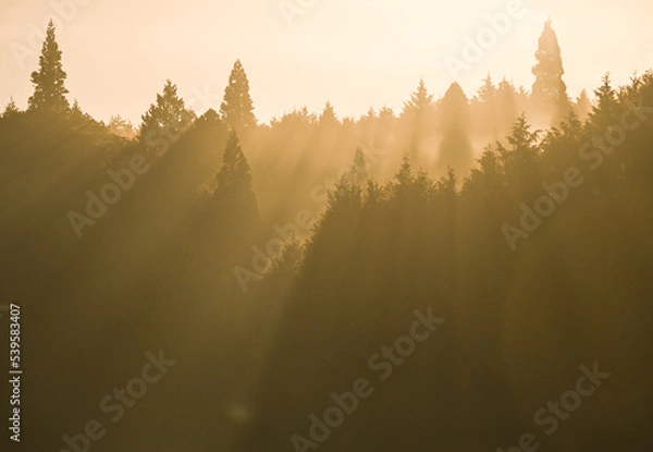 Obraz 朝日が差し込む静寂な森の光景
