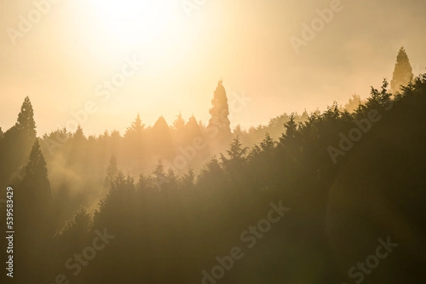 Obraz 朝霧の森（奈良市）