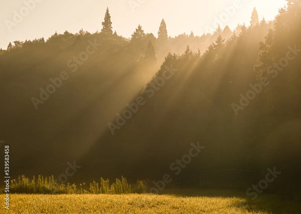 Fototapeta 朝霧と光芒（奈良市）