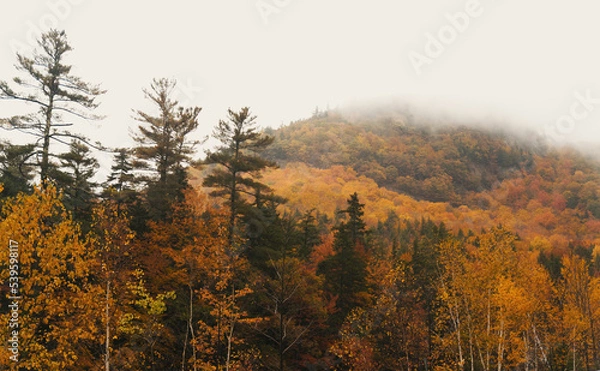 Obraz autumn in the forest