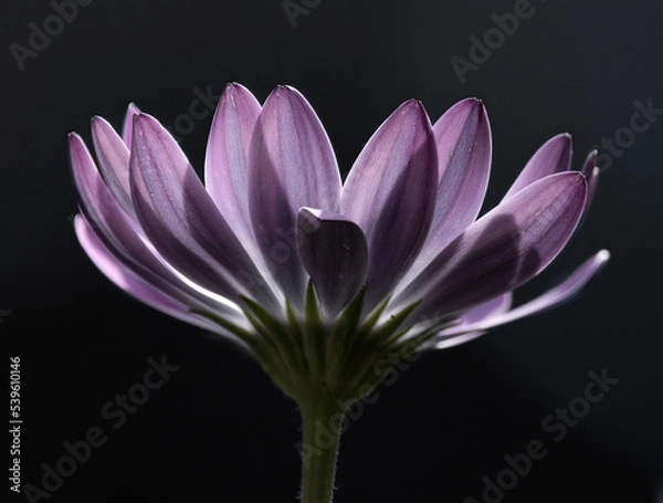 Fototapeta Close up image of a purple flower with its petals backlit against a dark background.