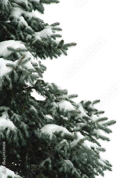 Obraz Fir Tree with Snow