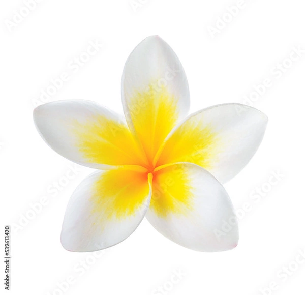 Obraz Frangipani flower isolated on transparent png