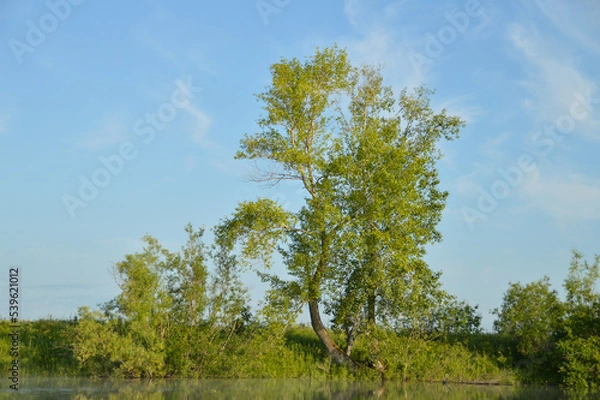 Obraz Magical Nature