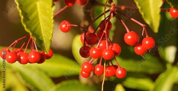 Obraz 庭に毎年出てくるマンリョウ