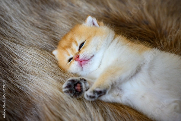 Fototapeta Little kitten is sleepy on a brown fur carpet, golden British Shorthair cat, pure pedigree. Beautiful and cute. Sleep well on the fluffy rugs, top and close-up views.