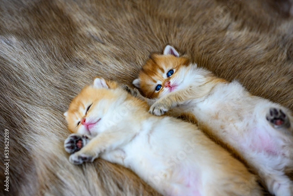 Fototapeta Two little kittens are sleepy and lying on a brown fur carpet, a golden British Shorthair cat, pure pedigree. Beautiful and cute. Lie comfortably on the furry rug. and soft, in view from above and clo