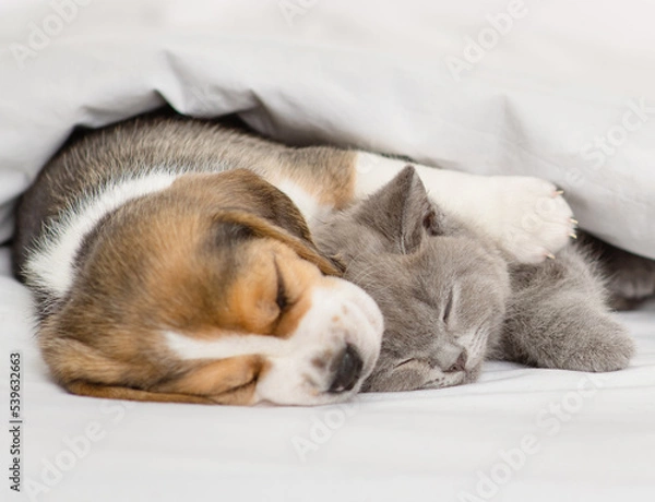 Fototapeta Beagle puppy hugging gray british kitten under white blanket at home in bedroom. Cute kitten and puppy at home