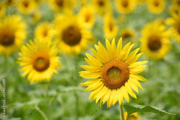 Fototapeta ひまわり畑