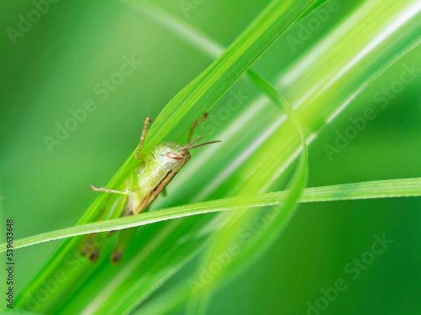 Fototapeta ススキの葉に隠れるバッタの幼虫