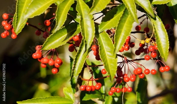 Obraz 庭に毎年出てくるマンリョウ