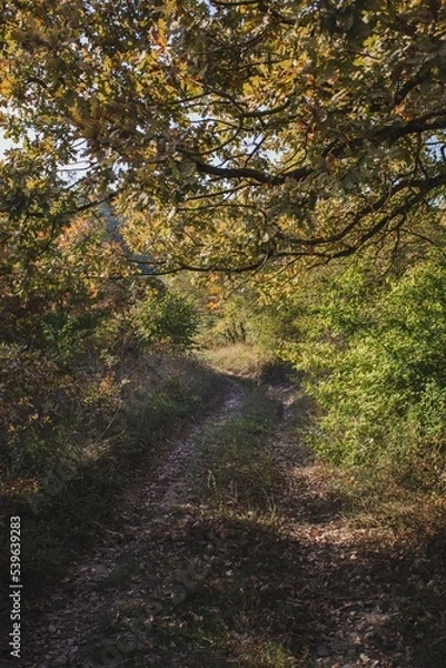 Obraz path in autumn forest