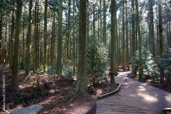 Fototapeta refreshing cedar forest with path