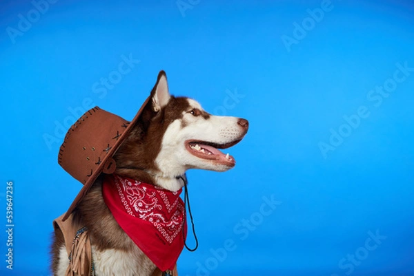 Fototapeta A dog in a cowboy costume for Halloween. Siberian husky is sitting on a blue background with a smile on his face and waiting for treats for the holiday.