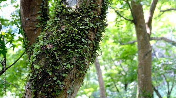 Fototapeta Tree trunk close-up with forest background, nature wood texture.