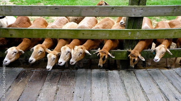 Fototapeta Flock of sheep behind fence in farm.