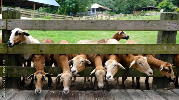 Fototapeta Flock of sheep behind fence in farm.