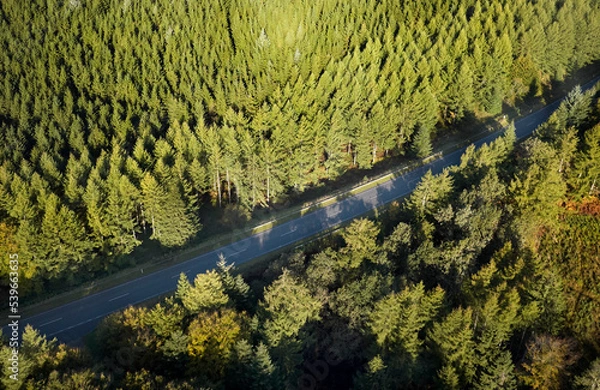 Fototapeta sun going over forest in rebild kommune in denmark