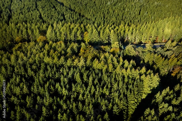 Obraz fresh pine trees in rebild bakker