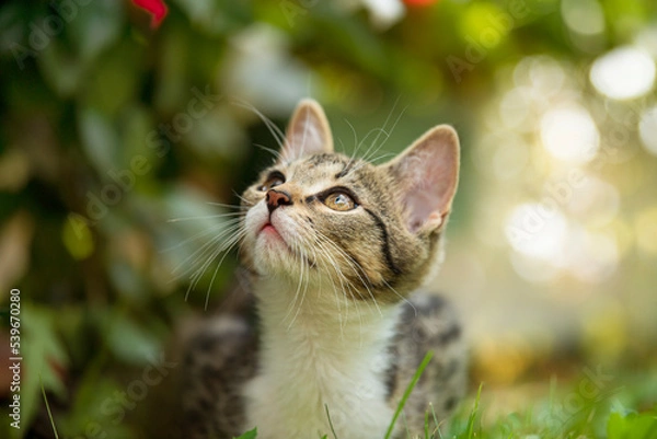Obraz Tabby kitten in a summer garden
