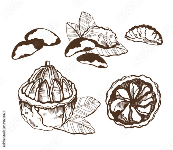 Fototapeta Set of  brazilian nuts and leaves on white background. Hand drawn vector illustration.