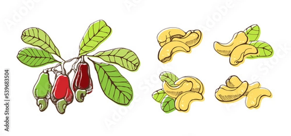 Fototapeta Set of cashew nuts on white background. Hand drawn vector illustration.