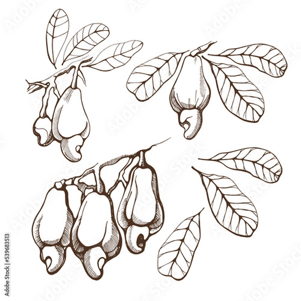 Fototapeta Set of cashew nuts on a branch on a white background. Hand drawn vector illustration.
