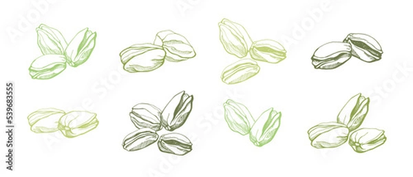 Fototapeta Set of  pistachios on white background. Hand drawn vector illustration.