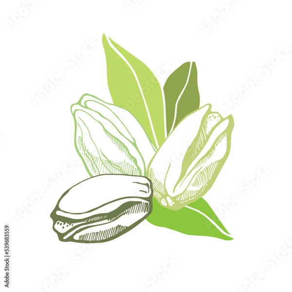 Fototapeta Three pistachios on white background. Hand drawn vector illustration.