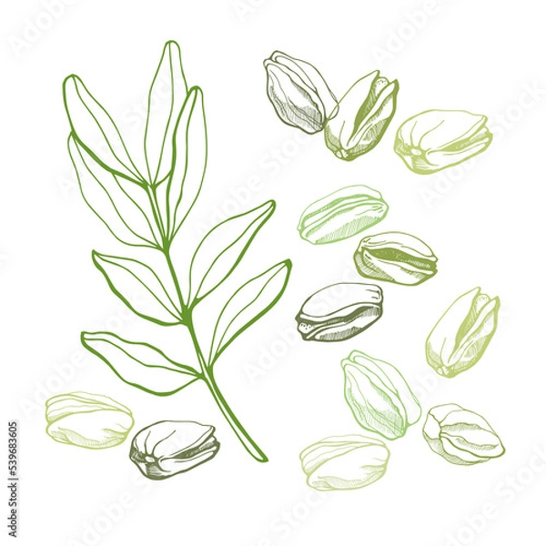 Fototapeta Set of pistachios and leaves on white background. Hand drawn vector illustration.